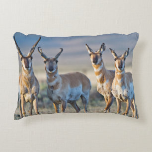 Verenigde Staten, Wyoming, Vier Pronghorn-antipiek Decoratief Kussen