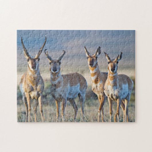 Verenigde Staten, Wyoming, Vier Pronghorn-antipiek Legpuzzel (Horizontaal)