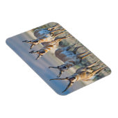Verenigde Staten, Wyoming, Vier Pronghorn-antipiek Magneet (Rechterzijde)