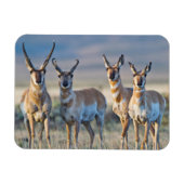 Verenigde Staten, Wyoming, Vier Pronghorn-antipiek Magneet (Horizontaal)