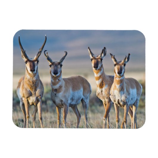 Verenigde Staten, Wyoming, Vier Pronghorn-antipiek Magneet (Horizontaal)