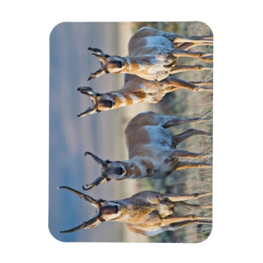 Verenigde Staten, Wyoming, Vier Pronghorn-antipiek Magneet (Verticaal)