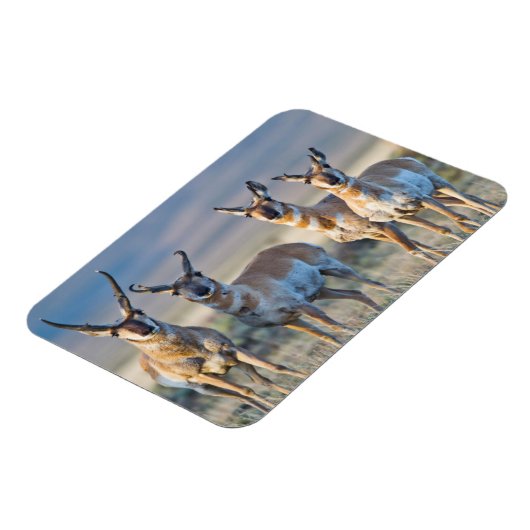 Verenigde Staten, Wyoming, Vier Pronghorn-antipiek Magneet (Linkerzijde)