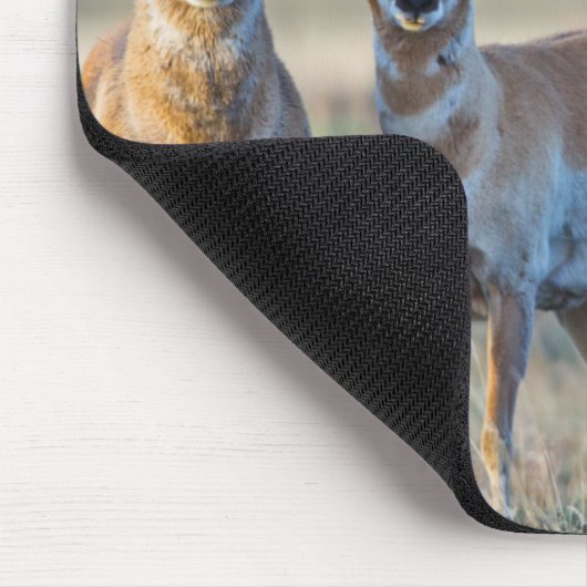 Verenigde Staten, Wyoming, Vier Pronghorn-antipiek Muismat (Hoek)