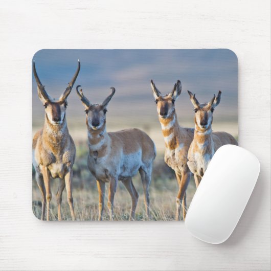 Verenigde Staten, Wyoming, Vier Pronghorn-antipiek Muismat (Met muis)