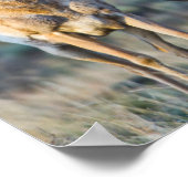 Verenigde Staten, Wyoming, Vier Pronghorn-antipiek Poster (Hoek)