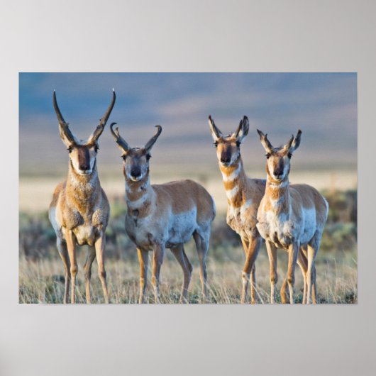 Verenigde Staten, Wyoming, Vier Pronghorn-antipiek Poster (Voorkant)