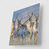 Verenigde Staten, Wyoming, Vier Pronghorn-antipiek Vierkante Klok (Hoek)