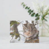 Verenigde Staten, Wyoming, Yellowstone National Pa Briefkaart (Staand voorkant)