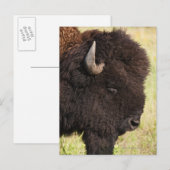Verenigde Staten, Zuid Dakota, Amerikaans bizon (B Briefkaart (Voorkant / Achterkant)