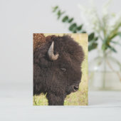 Verenigde Staten, Zuid Dakota, Amerikaans bizon (B Briefkaart (Staand voorkant)