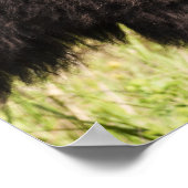 Verenigde Staten, Zuid Dakota, Amerikaans bizon (B Poster (Hoek)