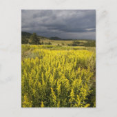 Verenigde Staten, Zuid-Dakota, bloemen en storm Briefkaart (Voorkant)