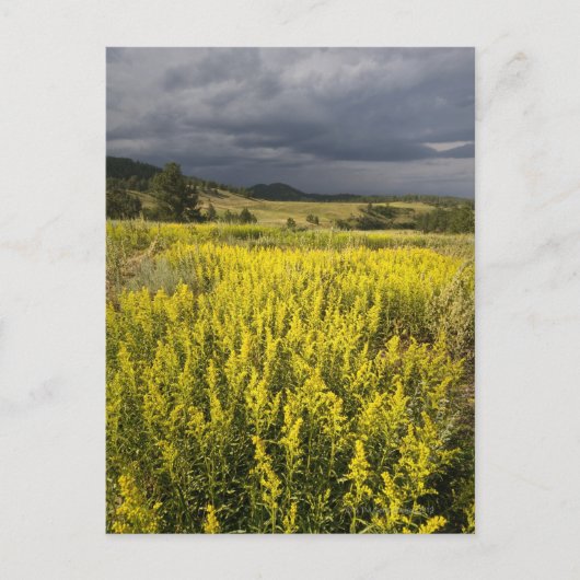 Verenigde Staten, Zuid-Dakota, bloemen en storm Briefkaart (Voorkant)