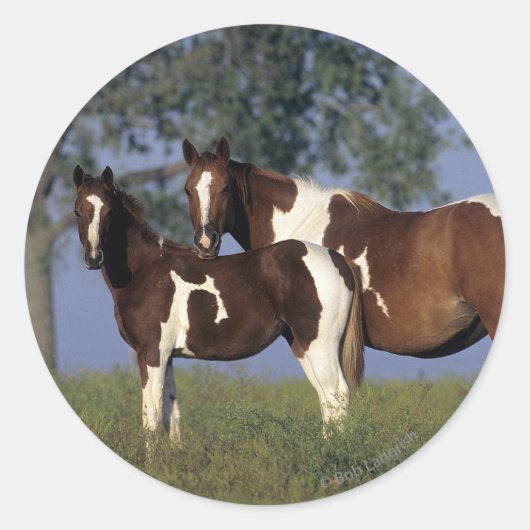 Verf HMare & Foal Ronde Sticker (Voorkant)