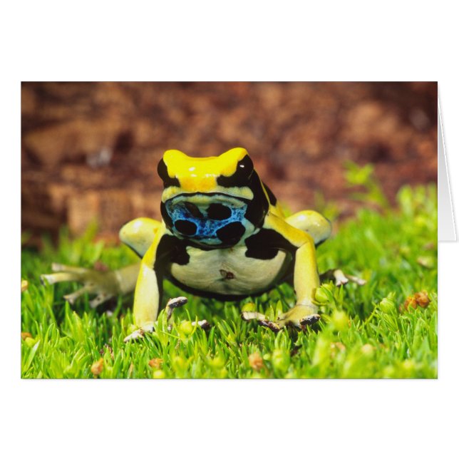 Verf Kikker, Dendrobates tinctorius, (Voorkant Horizontaal)