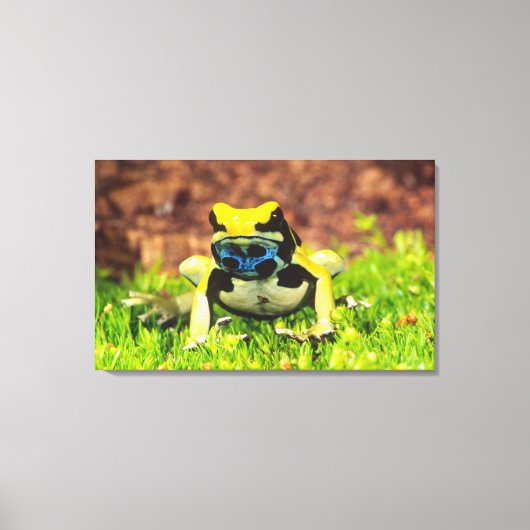 Verf Kikker, Dendrobates tinctorius, Canvas Afdruk (Voorkant)