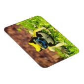 Verf Kikker, Dendrobates tinctorius, Magneet (Rechterzijde)