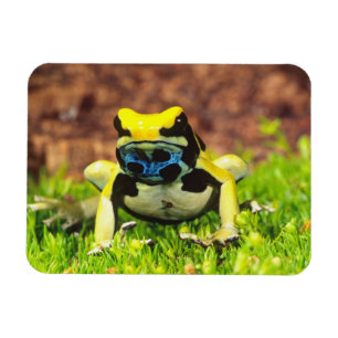 Verf Kikker, Dendrobates tinctorius, Magneet