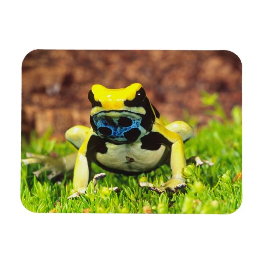 Verf Kikker, Dendrobates tinctorius, Magneet (Horizontaal)