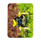Verf Kikker, Dendrobates tinctorius, Magneet (Verticaal)