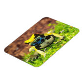 Verf Kikker, Dendrobates tinctorius, Magneet (Linkerzijde)