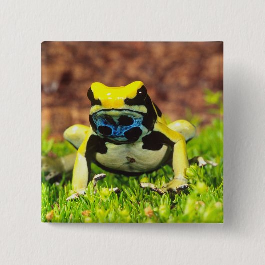 Verf Kikker, Dendrobates tinctorius, Vierkante Button 5,1 Cm (Voorkant)