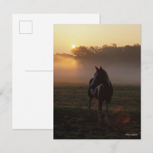 Verf paard staat in de mist op zonsopgang briefkaart (Voorkant / Achterkant)