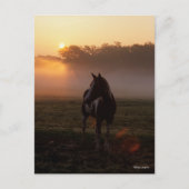 Verf paard staat in de mist op zonsopgang briefkaart (Voorkant)