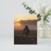 Verf paard staat in de mist op zonsopgang briefkaart (Staand voorkant)