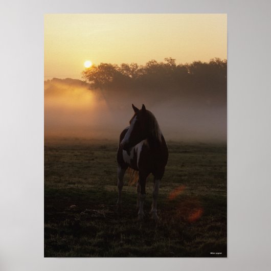 Verf paard staat in de mist op zonsopgang poster (Voorkant)