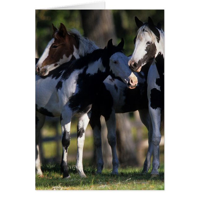 Verf paarden (Voorkant)