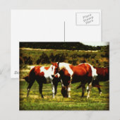 Verf paarden briefkaart (Voorkant / Achterkant)