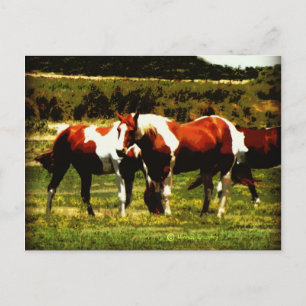 Verf paarden briefkaart