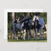 Verf paarden briefkaart (Voorkant / Achterkant)