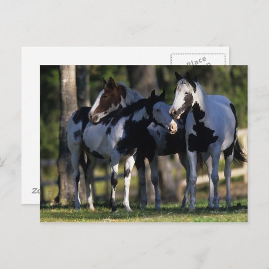 Verf paarden briefkaart (Voorkant / Achterkant)