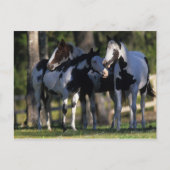 Verf paarden briefkaart (Voorkant)