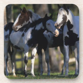 Verf paarden drankjes onderzetter (Voorkant)