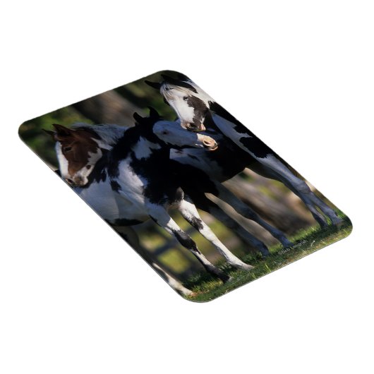 Verf paarden magneet (Rechterzijde)