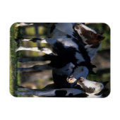 Verf paarden magneet (Horizontaal)