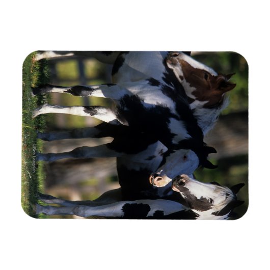 Verf paarden magneet (Horizontaal)