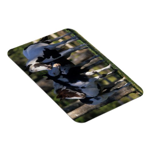 Verf paarden magneet (Rechterzijde)