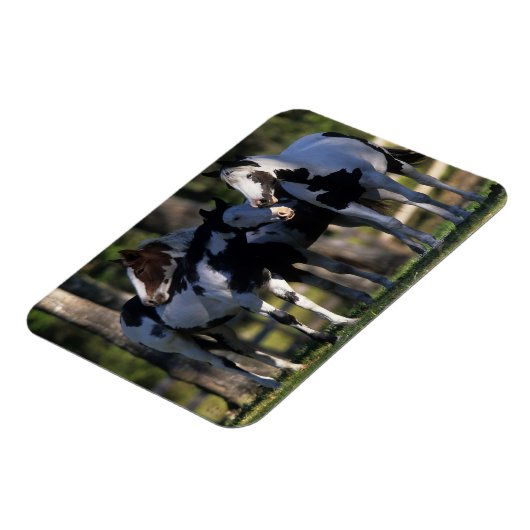 Verf paarden magneet (Linkerzijde)