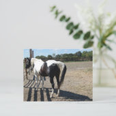 Verf/Pinto-paard Briefkaart (Staand voorkant)