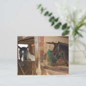 Verf/Pinto-paard Briefkaart (Staand voorkant)