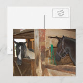 Verf/Pinto-paard Briefkaart (Voorkant / Achterkant)