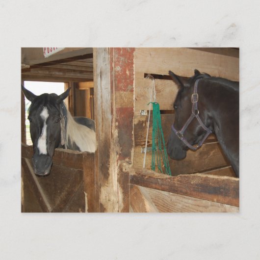 Verf/Pinto-paard Briefkaart (Voorkant)