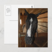 Verf/Pinto-paard Briefkaart (Voorkant / Achterkant)