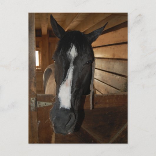 Verf/Pinto-paard Briefkaart (Voorkant)