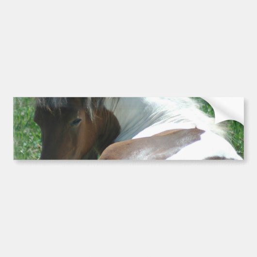 Verf Pony Restende Bumpersticker. Bumpersticker (Voorkant)